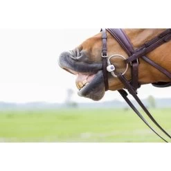 Trust Eggbut Inno Sense Port -Reitsportbedarf trust 864a2072.b639c1